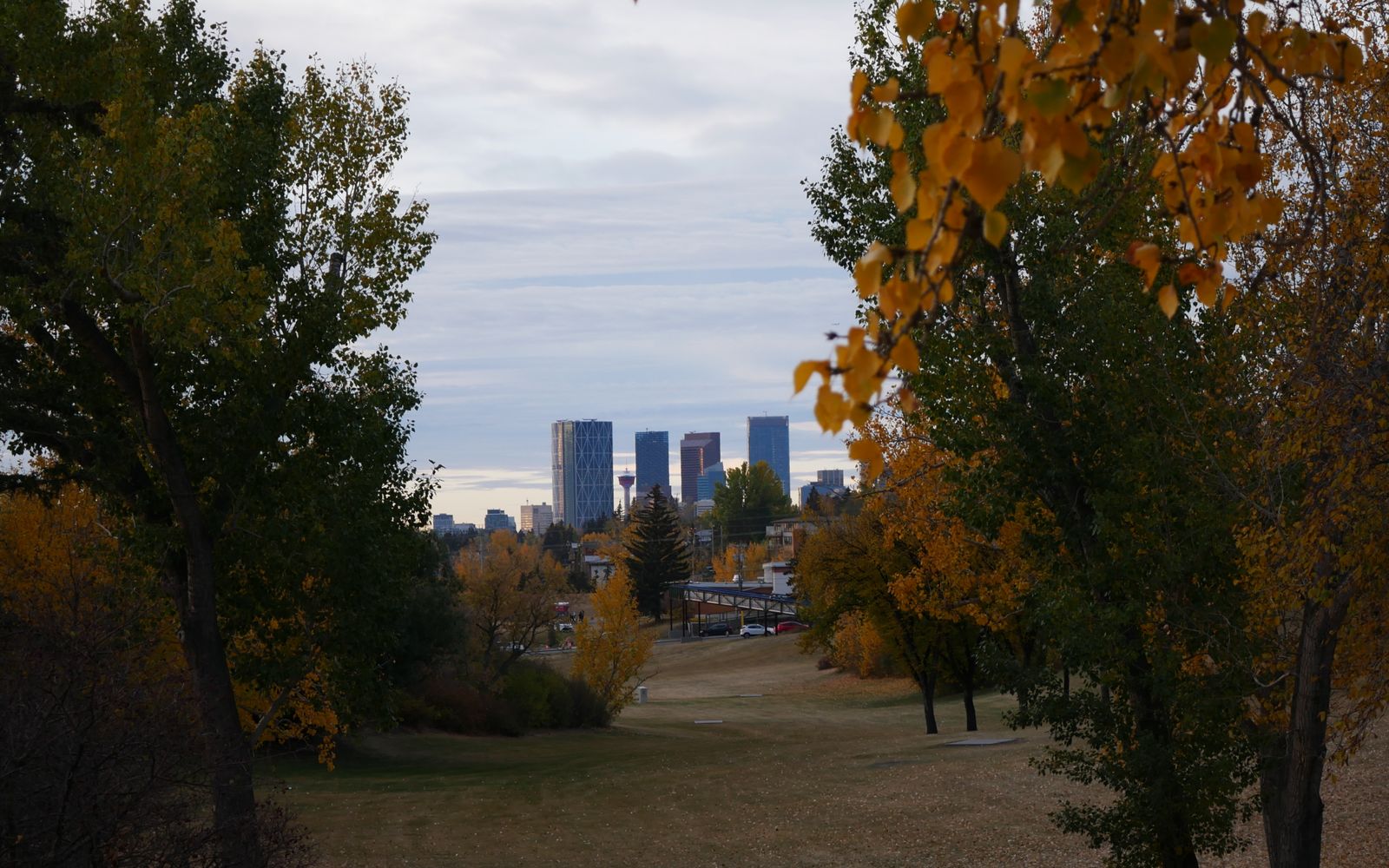 Calgary skyline framed by autumn foliage