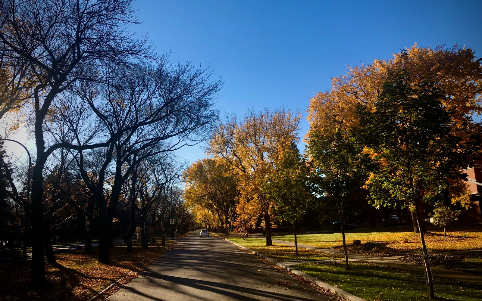 Tree-lined street in Lethbridge during autumn
